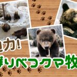 大迫力！ のぼりべつクマ牧場（北海道）