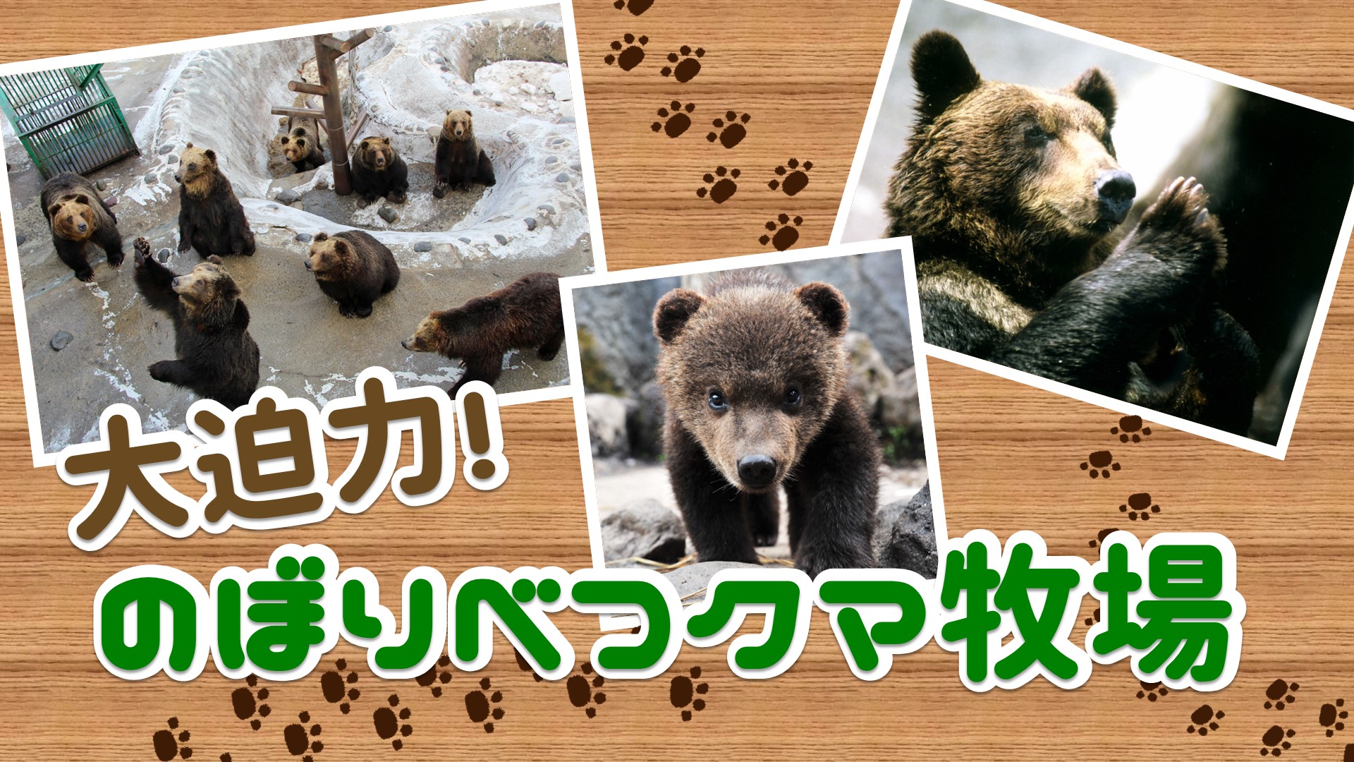 大迫力！ のぼりべつクマ牧場（北海道）