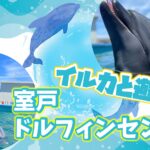 ｲﾙｶと遊ぼう！ 室戸ﾄﾞﾙﾌｨﾝｾﾝﾀｰ（高知県）