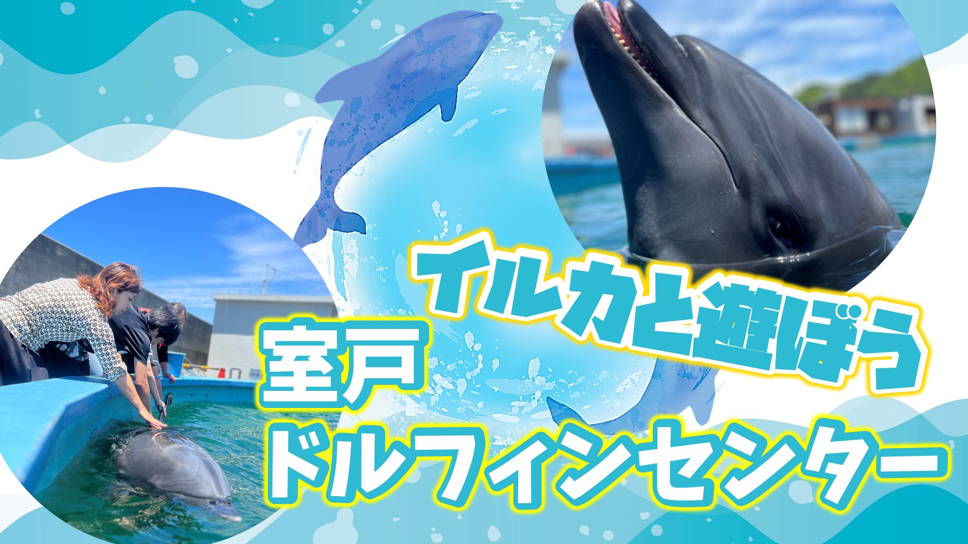 ｲﾙｶと遊ぼう！ 室戸ﾄﾞﾙﾌｨﾝｾﾝﾀｰ（高知県）