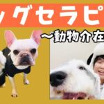 ﾄﾞｯｸﾞｾﾗﾋﾟｰ【生後5ヶ月赤ちゃん登場】