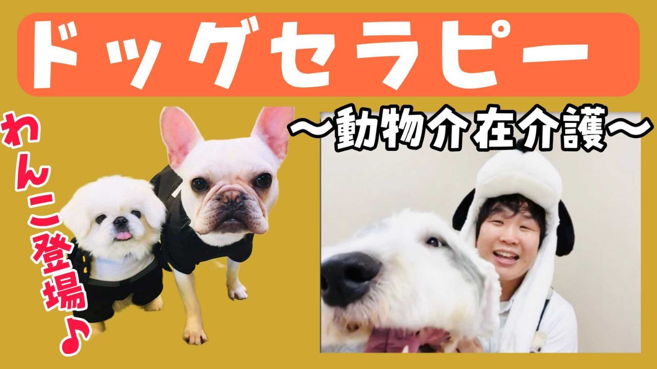 ﾄﾞｯｸﾞｾﾗﾋﾟｰ【生後5ヶ月赤ちゃん登場】
