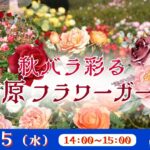 秋ﾊﾞﾗ彩る 小田原ﾌﾗﾜｰｶﾞｰﾃﾞﾝ