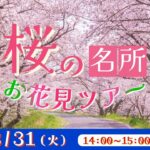 桜の名所 お花見ツアー
