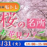 桜の名所 お花見ツアー