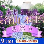 あじさい寺 長谷山 本土寺　花巡り<千葉県>